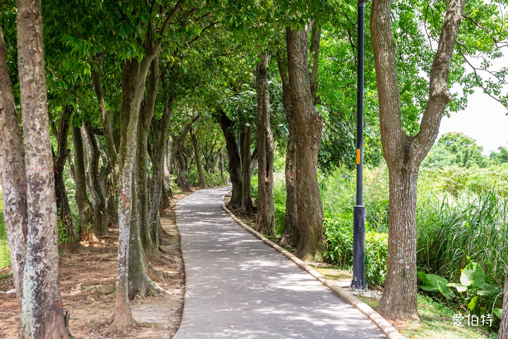 桃園八德埤塘自然生態公園｜免費親子景點，餵魚賞鴨散步賞荷 @愛伯特