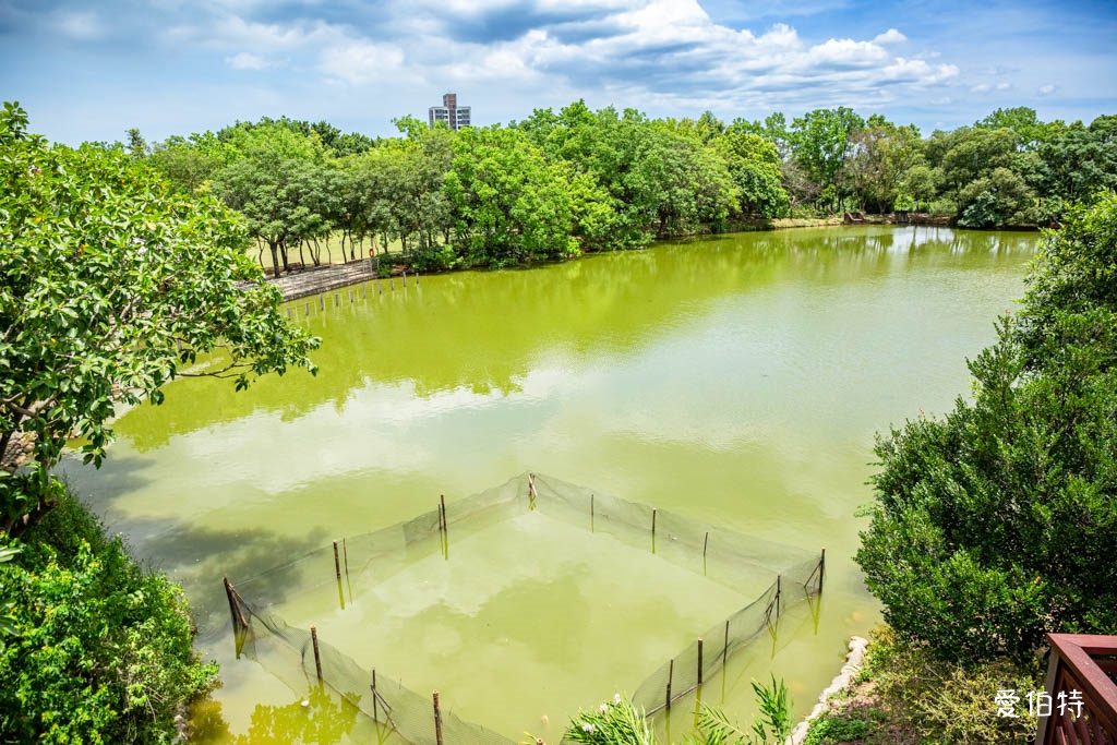桃園八德埤塘自然生態公園|免費親子景點,餵魚賞鴨散步賞荷 @愛伯特