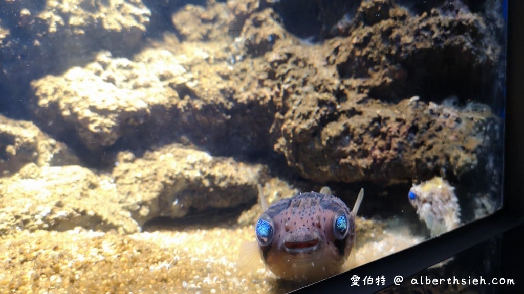 Xpark桃園水族館｜青埔景點推薦，桃園海生館優惠票價