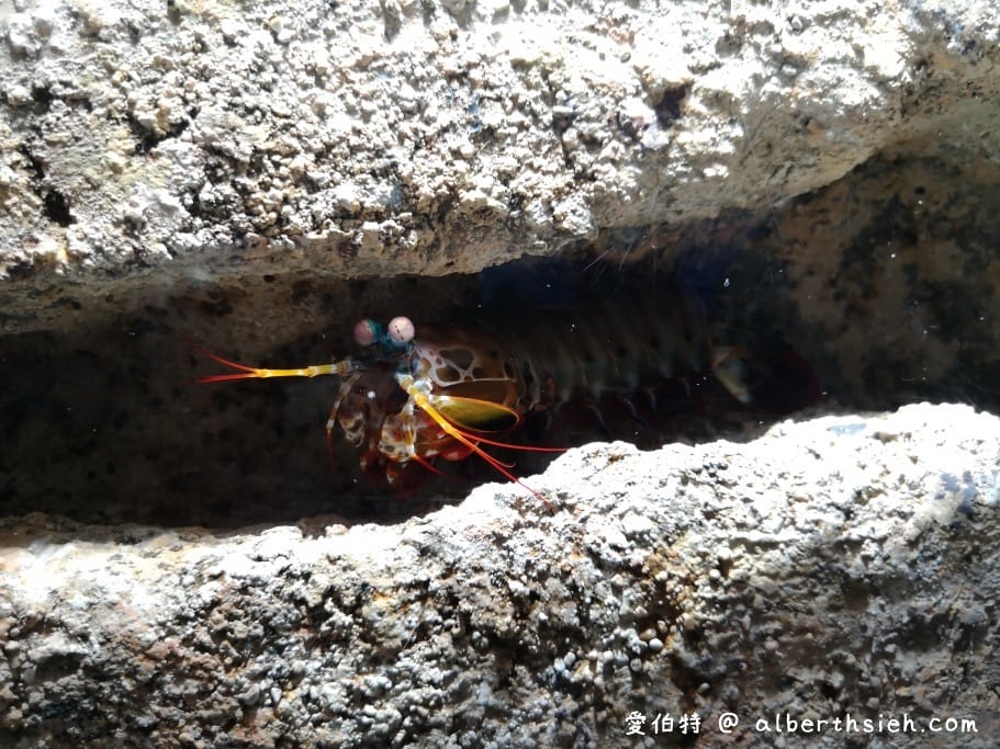 Xpark桃園水族館｜青埔景點推薦，桃園海生館優惠票價