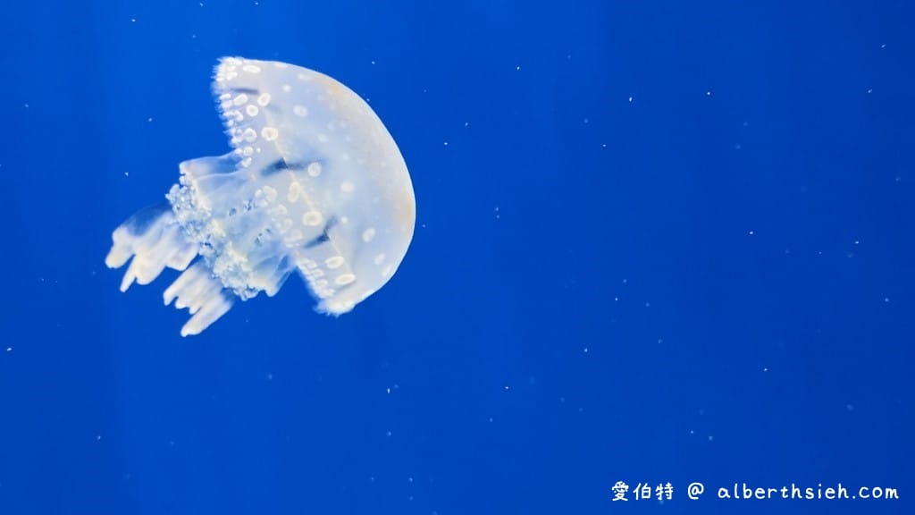 Xpark桃園水族館｜青埔景點推薦，桃園海生館優惠票價