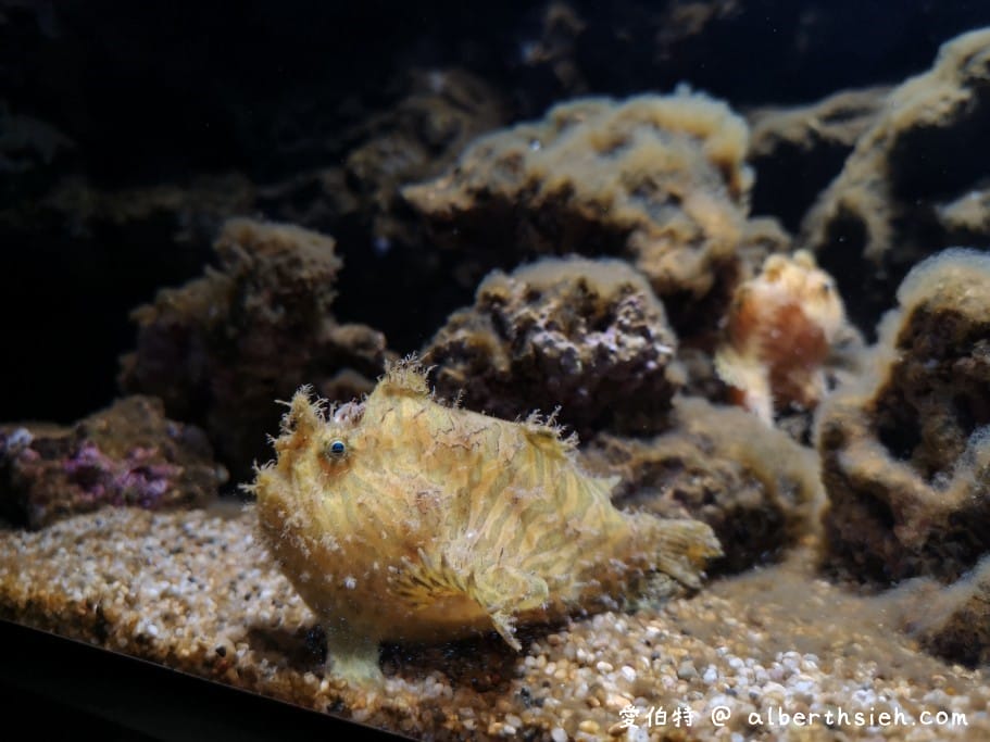 Xpark桃園水族館｜青埔景點推薦，桃園海生館優惠票價