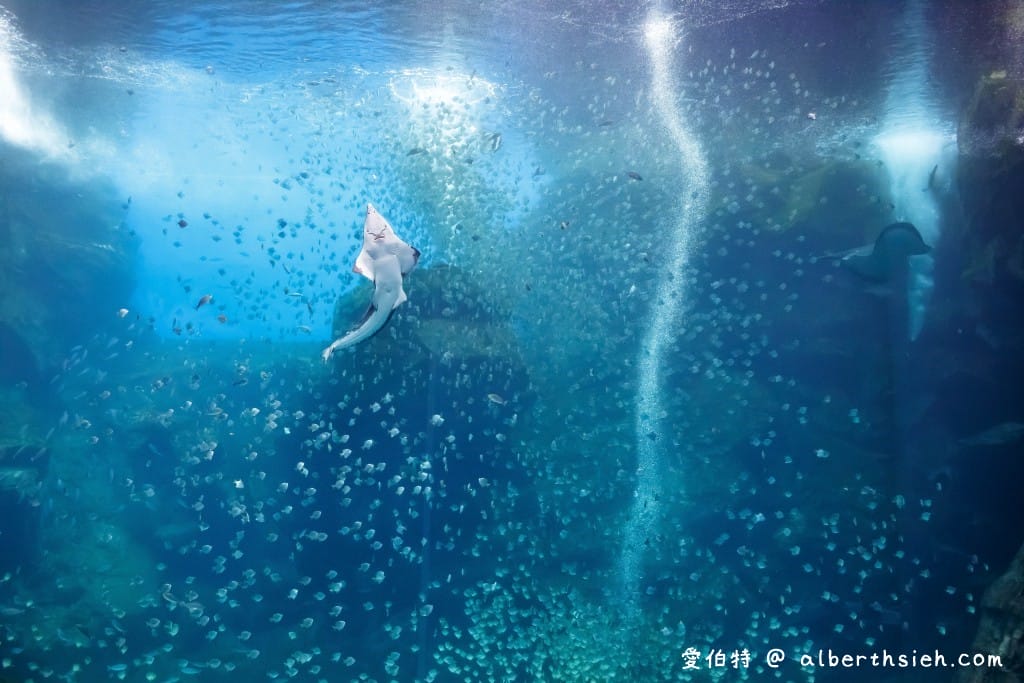 Xpark桃園水族館｜青埔景點推薦，桃園海生館優惠票價