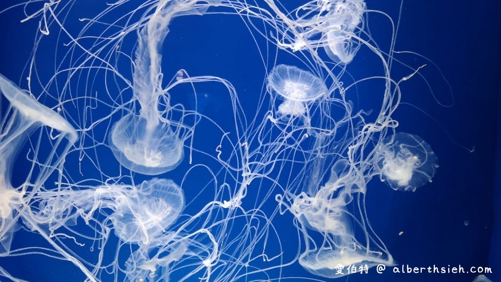Xpark桃園水族館｜青埔景點推薦，桃園海生館優惠票價