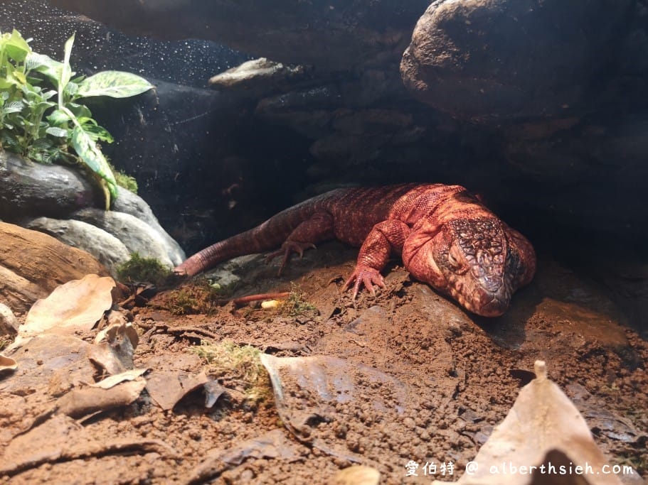 Xpark桃園水族館｜青埔景點推薦，桃園海生館優惠票價