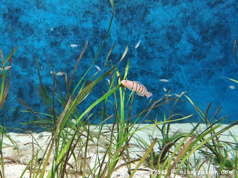 Xpark桃園水族館｜青埔景點推薦，桃園海生館優惠票價