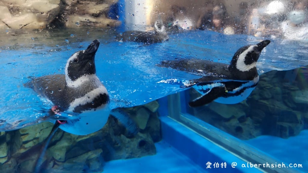 Xpark桃園水族館｜青埔景點推薦，桃園海生館優惠票價