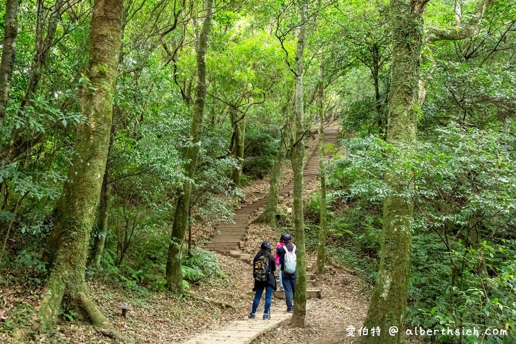 桃園復興東眼山攻略｜台灣小百岳、自導式步道挑戰與門票優惠