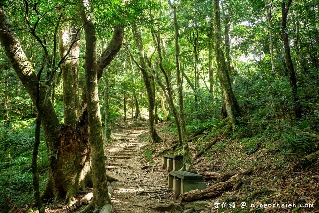 桃園復興東眼山攻略｜台灣小百岳、自導式步道挑戰與門票優惠