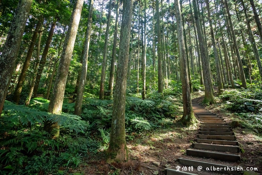 桃園復興東眼山攻略｜台灣小百岳、自導式步道挑戰與門票優惠