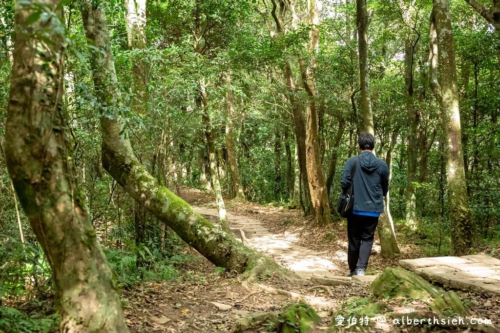 桃園復興東眼山攻略｜台灣小百岳、自導式步道挑戰與門票優惠