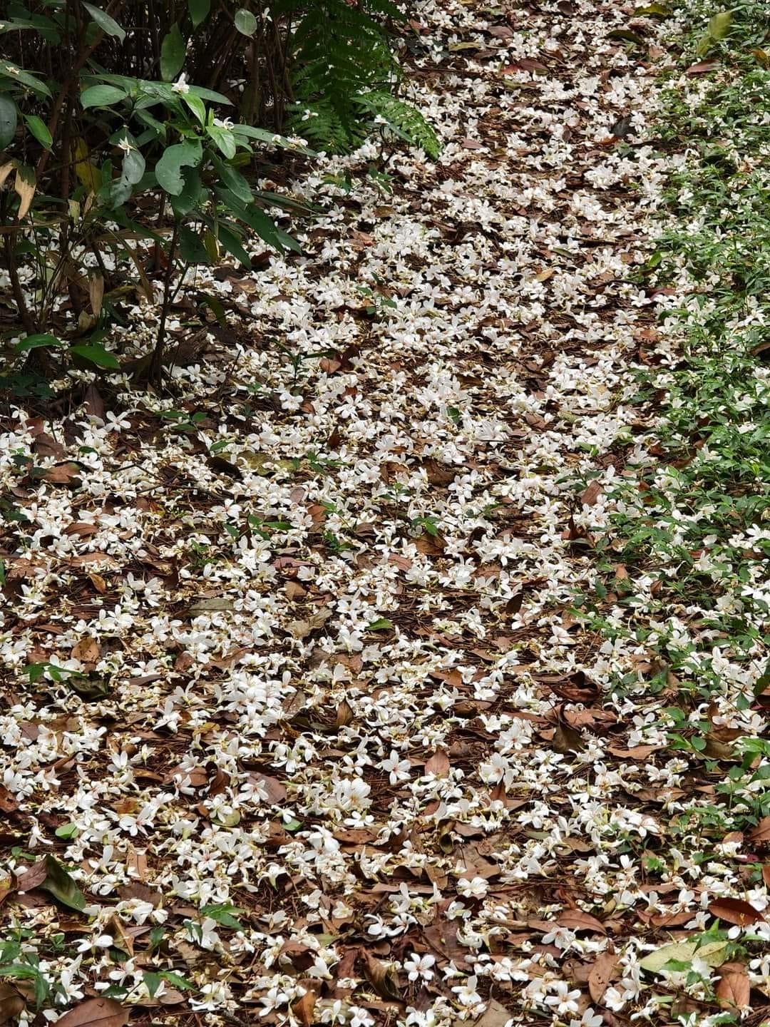 桃園蘆竹羊稠森林步道｜眺望高鐵行駛，甲蟲獨角仙