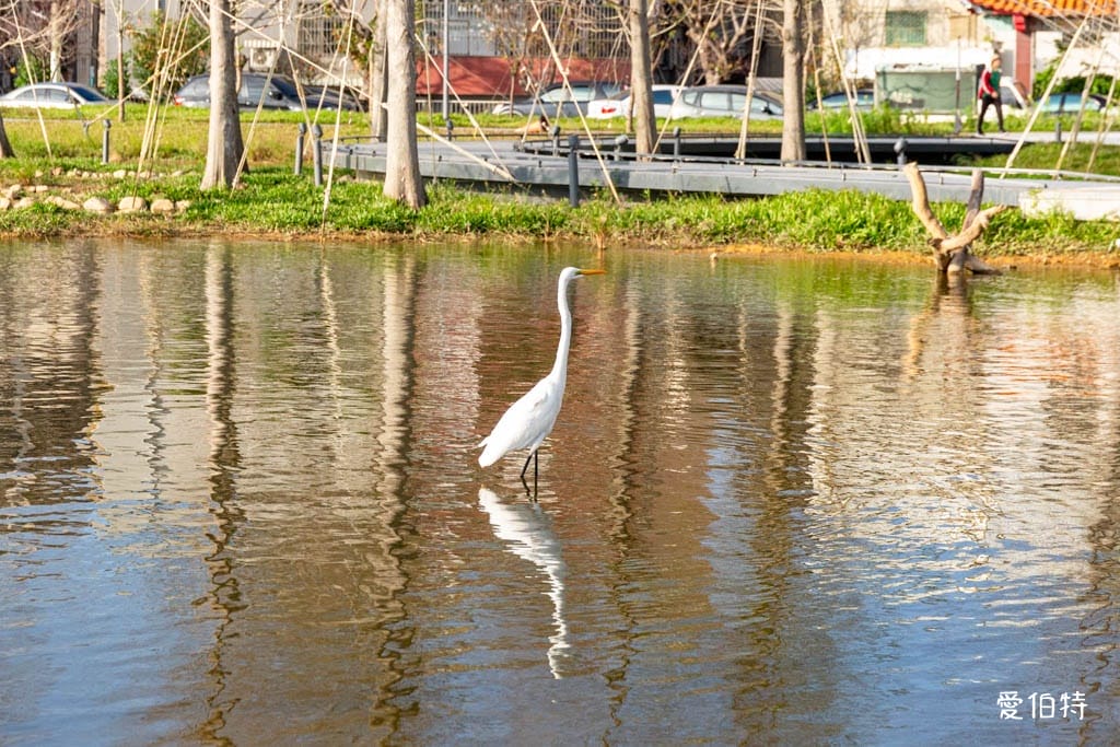 華興池生態埤塘公園｜桃園大園親子散步看夕陽與飛機的免費景點