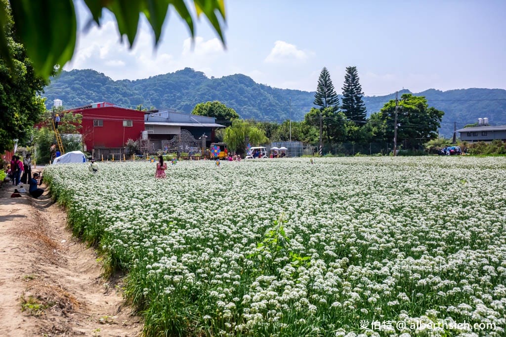 大溪韭菜花季2025｜期間限定夢幻雪白九月雪，韭月雪免費拍