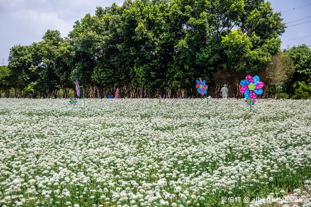 大溪韭菜花季2025｜期間限定夢幻雪白九月雪，韭月雪免費拍