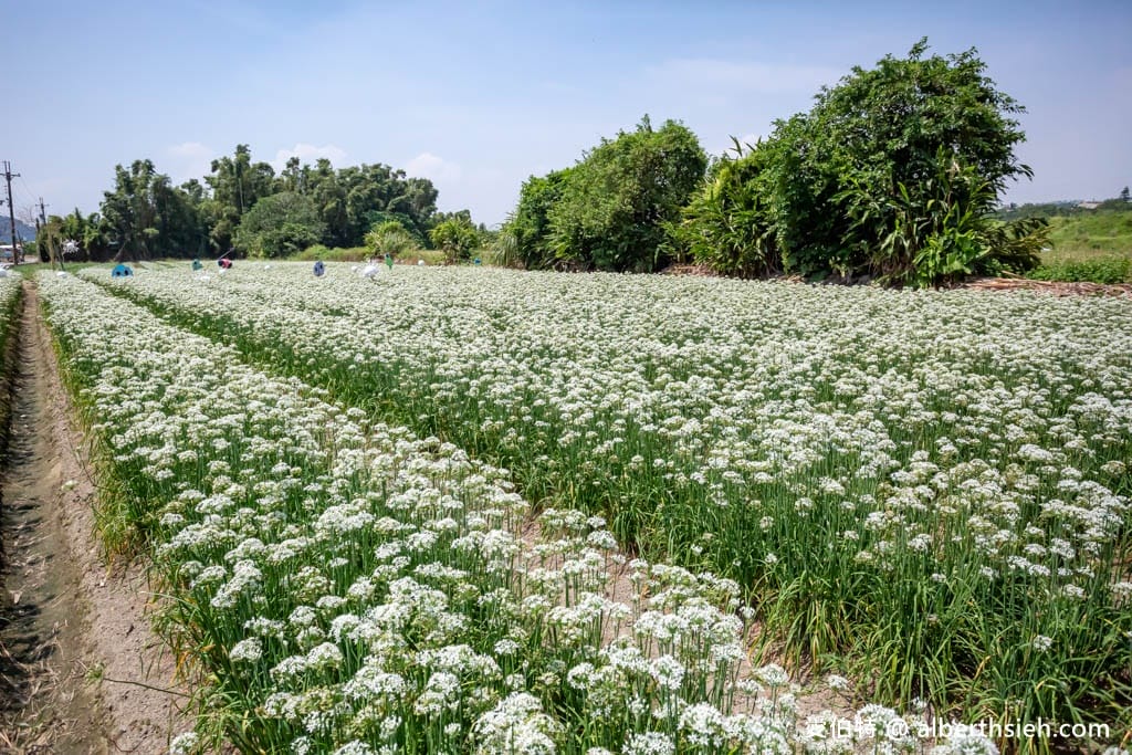 大溪韭菜花季2025｜期間限定夢幻雪白九月雪，韭月雪免費拍