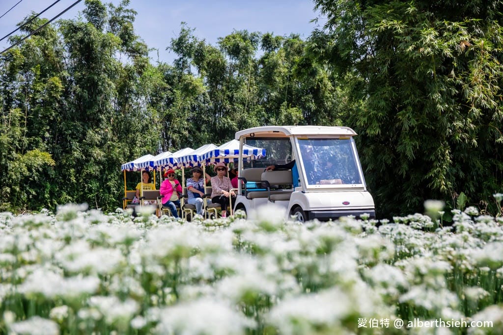 大溪韭菜花季2025｜期間限定夢幻雪白九月雪，韭月雪免費拍