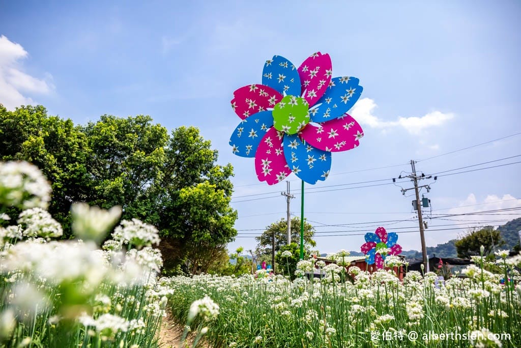 大溪韭菜花季2025｜期間限定夢幻雪白九月雪，韭月雪免費拍