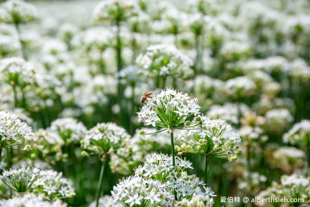 大溪韭菜花季2025｜期間限定夢幻雪白九月雪，韭月雪免費拍