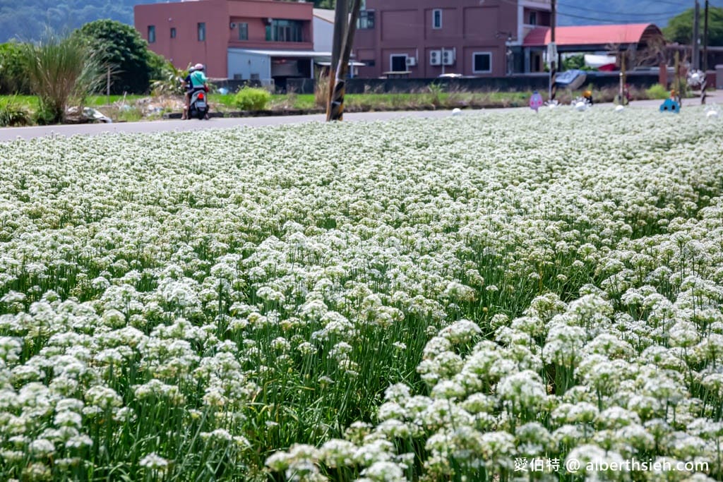 大溪韭菜花季2025｜期間限定夢幻雪白九月雪，韭月雪免費拍