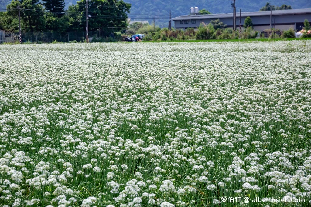 大溪韭菜花季2025｜期間限定夢幻雪白九月雪，韭月雪免費拍