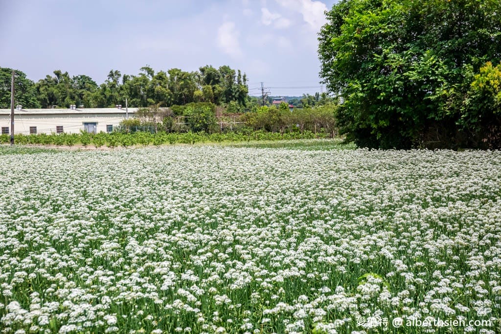 大溪韭菜花季2025｜期間限定夢幻雪白九月雪，韭月雪免費拍