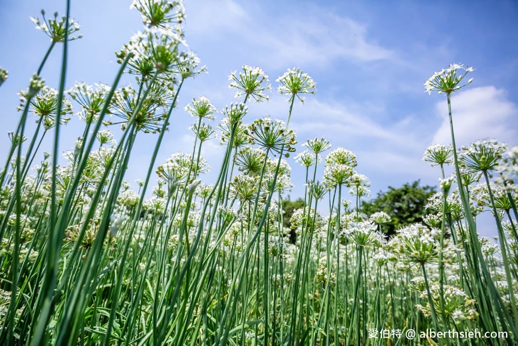 大溪韭菜花季2025｜期間限定夢幻雪白九月雪，韭月雪免費拍