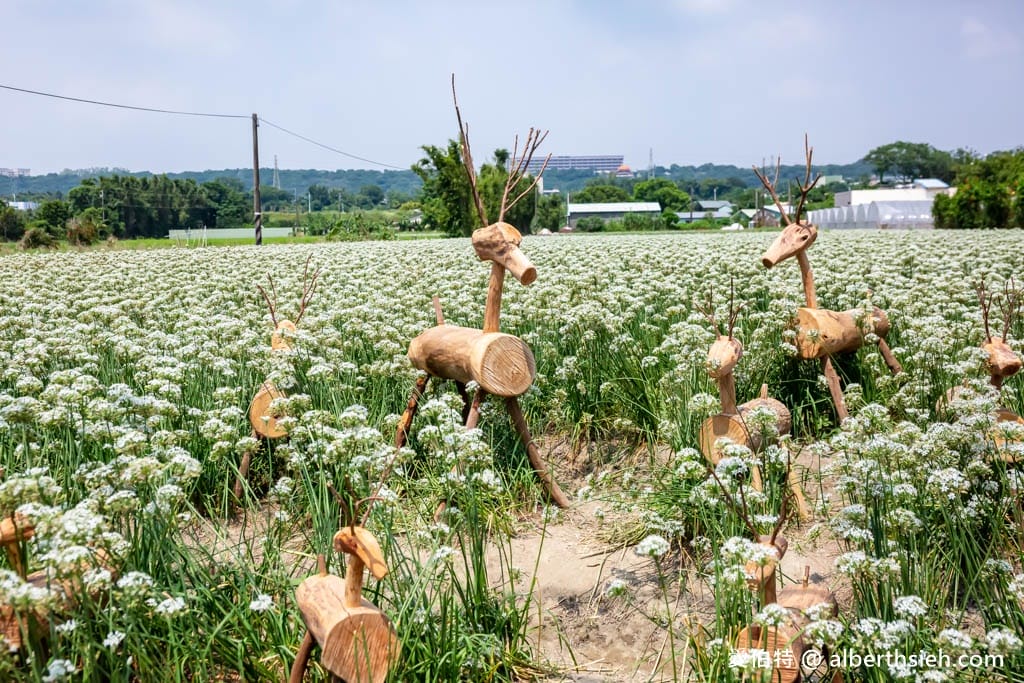 大溪韭菜花季2025｜期間限定夢幻雪白九月雪，韭月雪免費拍