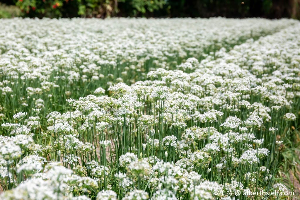 大溪韭菜花季2025｜期間限定夢幻雪白九月雪，韭月雪免費拍