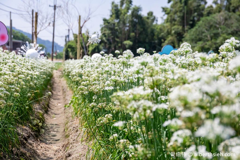 大溪韭菜花季2025｜期間限定夢幻雪白九月雪，韭月雪免費拍