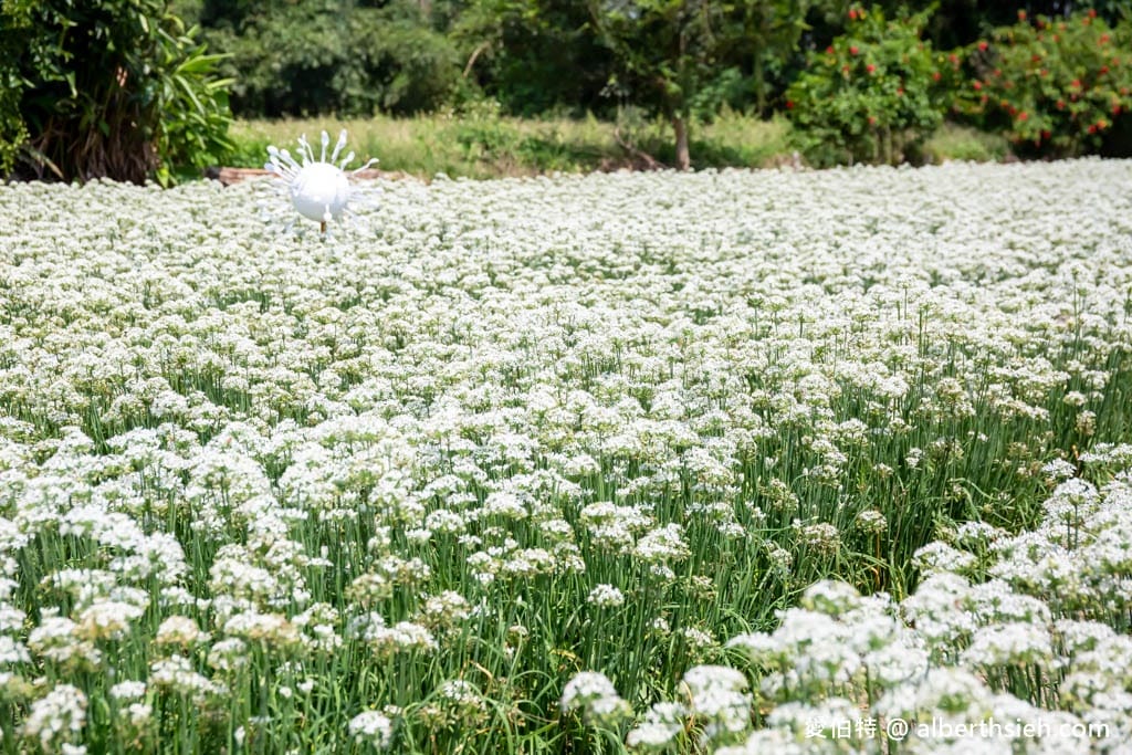 大溪韭菜花季2025｜期間限定夢幻雪白九月雪，韭月雪免費拍