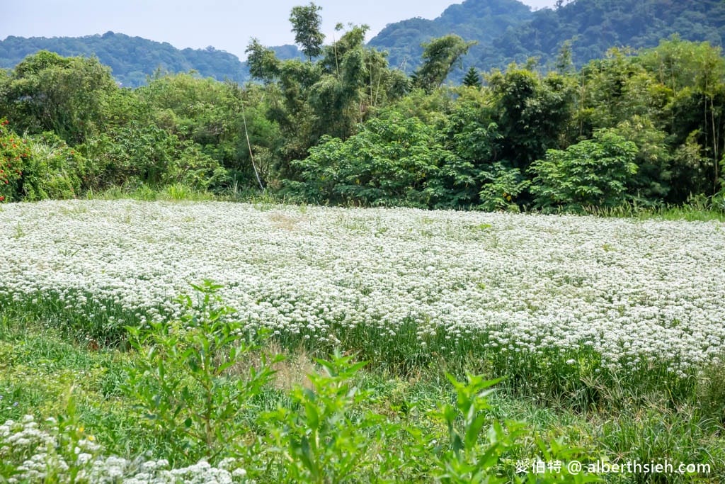 大溪韭菜花季2025｜期間限定夢幻雪白九月雪，韭月雪免費拍