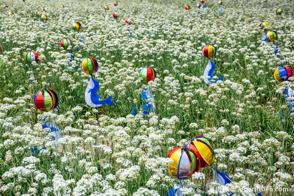 大溪韭菜花季2025｜期間限定夢幻雪白九月雪，韭月雪免費拍