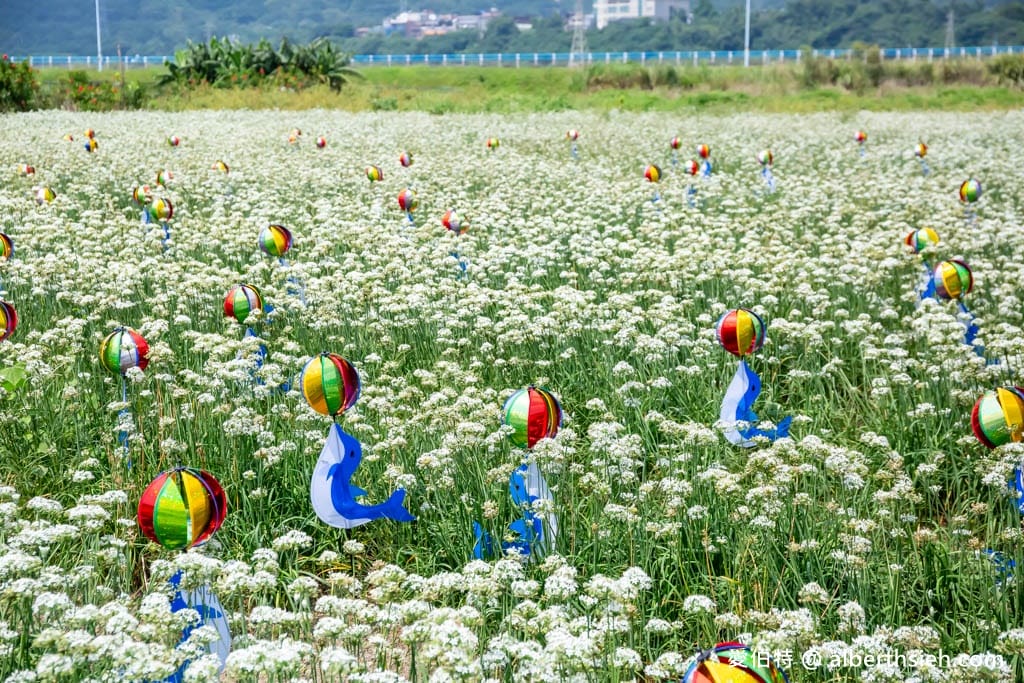 大溪韭菜花季2025｜期間限定夢幻雪白九月雪，韭月雪免費拍