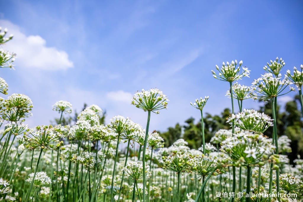 大溪韭菜花季2025｜期間限定夢幻雪白九月雪，韭月雪免費拍
