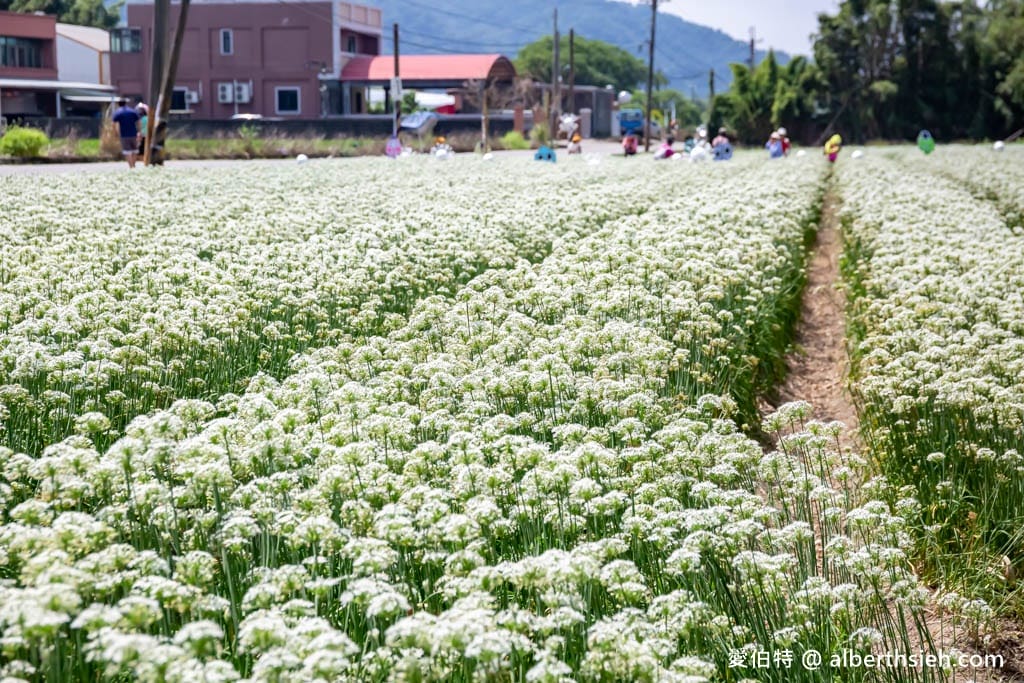 大溪韭菜花季2025｜期間限定夢幻雪白九月雪，韭月雪免費拍