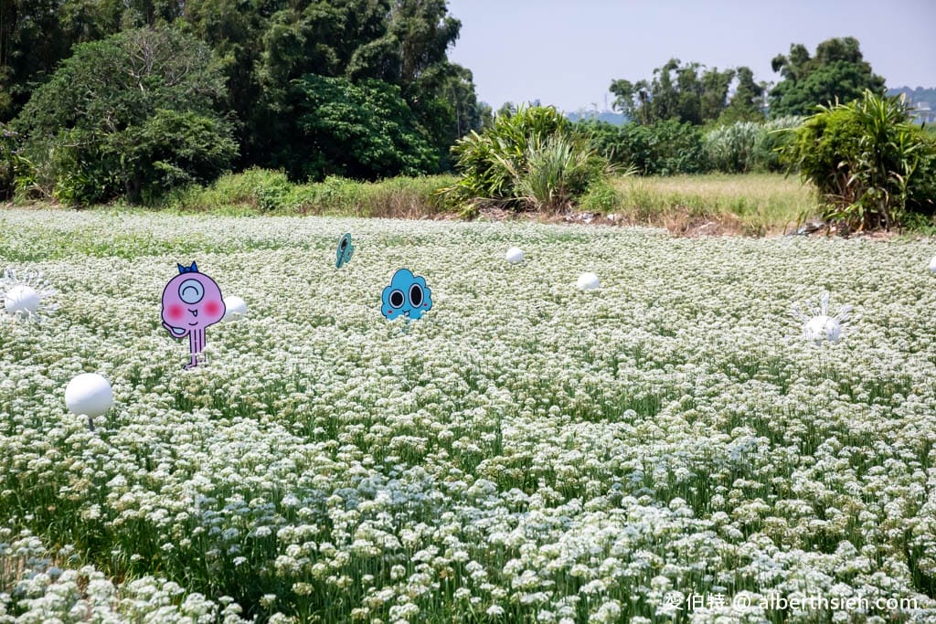 大溪韭菜花季2025｜期間限定夢幻雪白九月雪，韭月雪免費拍