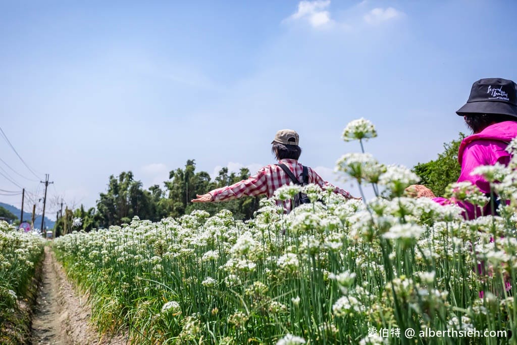 大溪韭菜花季2025｜期間限定夢幻雪白九月雪，韭月雪免費拍