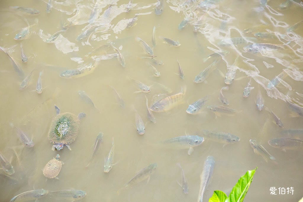 桃園八德埤塘自然生態公園｜免費親子景點，餵魚賞鴨散步賞荷