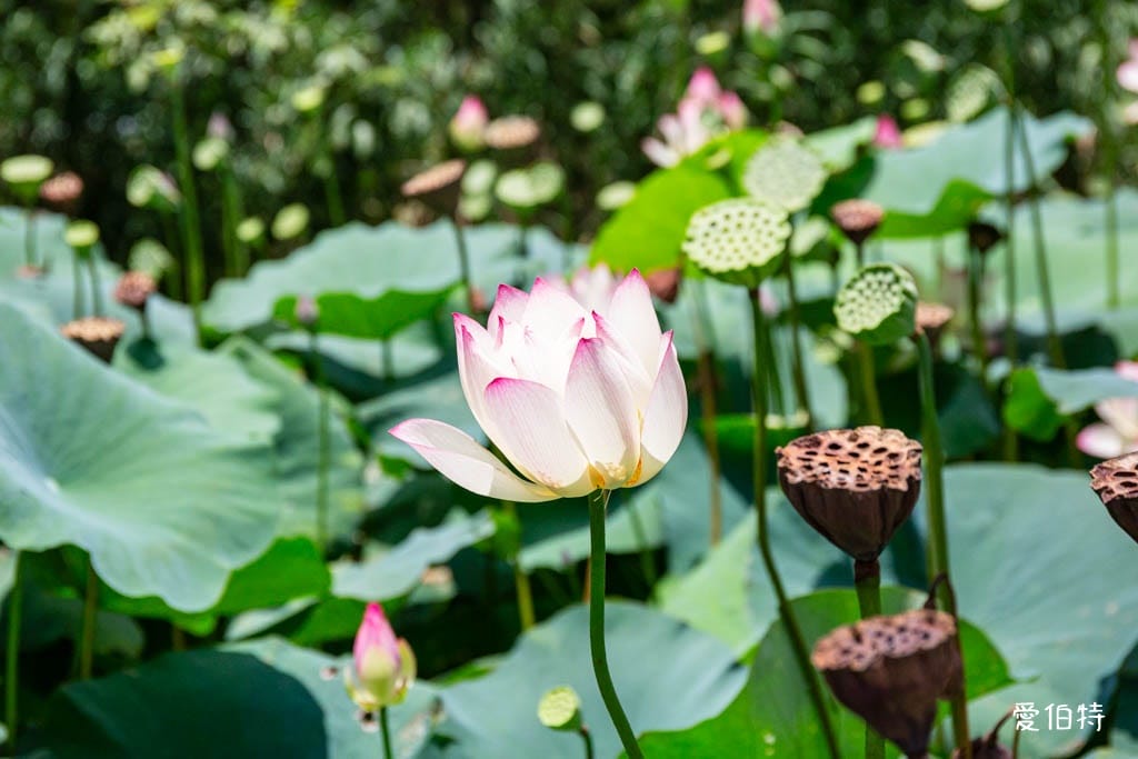 桃園八德埤塘自然生態公園｜免費親子景點，餵魚賞鴨散步賞荷