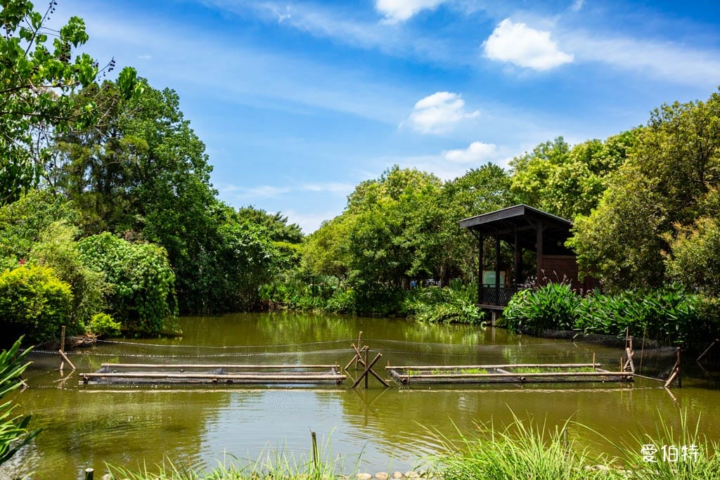 桃園八德埤塘自然生態公園｜免費親子景點，餵魚賞鴨散步賞荷