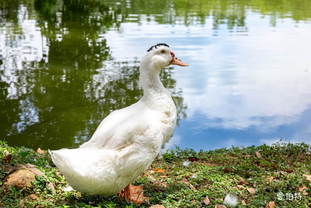 桃園八德埤塘自然生態公園｜免費親子景點，餵魚賞鴨散步賞荷