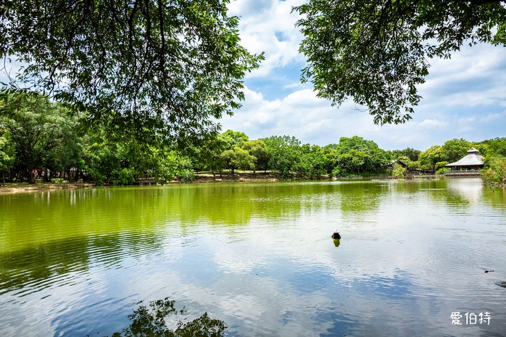 桃園八德埤塘自然生態公園｜免費親子景點，餵魚賞鴨散步賞荷