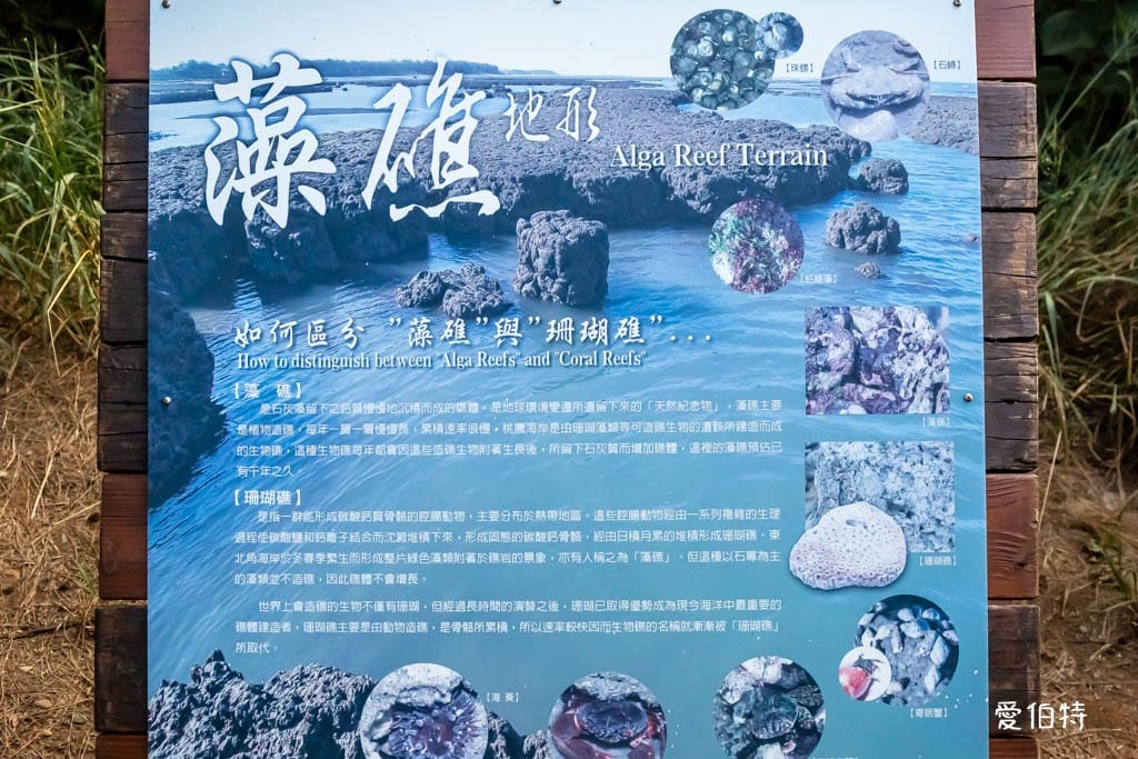桃園觀新藻礁生態系野生動物保護區｜全台最大植物藻礁地形，絕美夕陽照