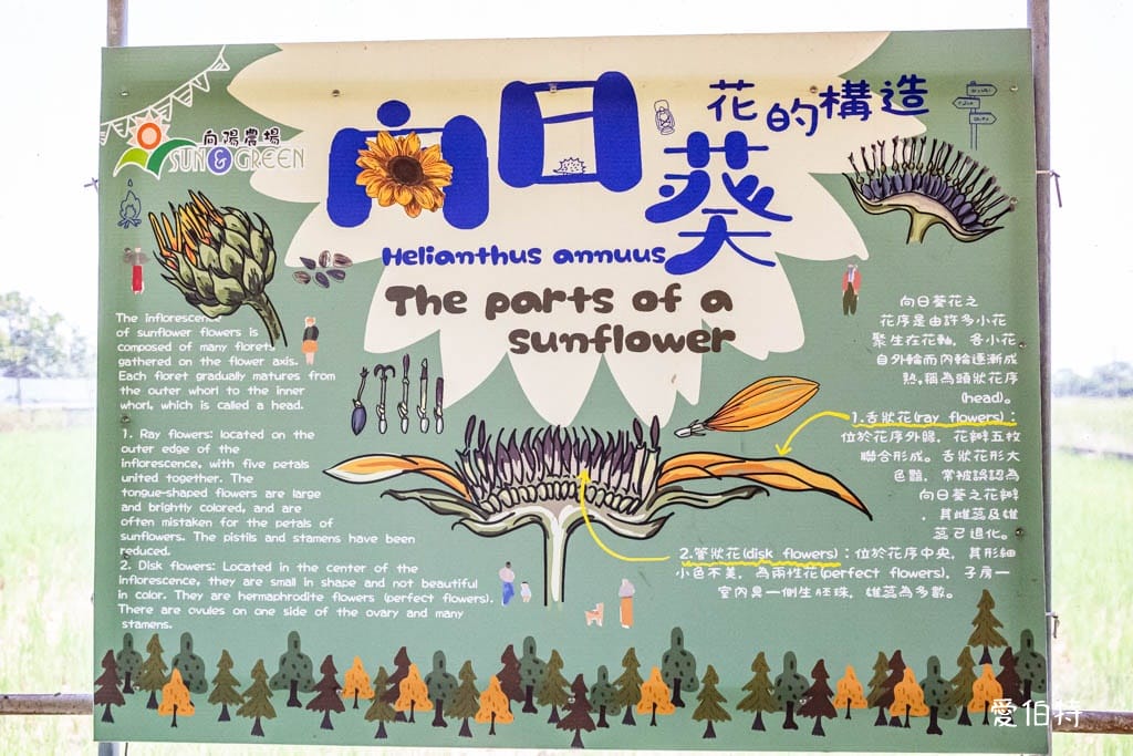 桃園親子景點推薦｜向陽農場，門票全額折抵，向日葵花海烤肉餵動物