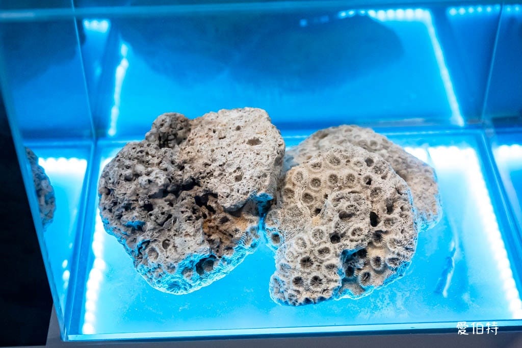 桃園觀新藻礁生態環境教室｜專屬洗腳池，洗手間，全台唯一藻礁教室