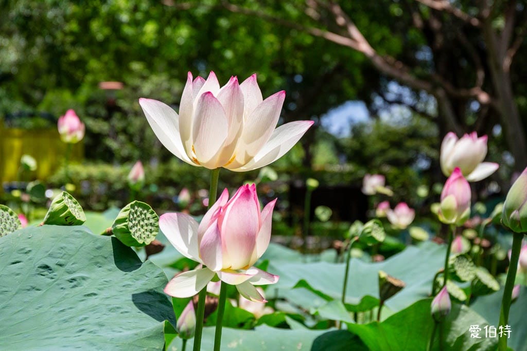 桃園八德埤塘自然生態公園｜免費親子景點，餵魚賞鴨散步賞荷