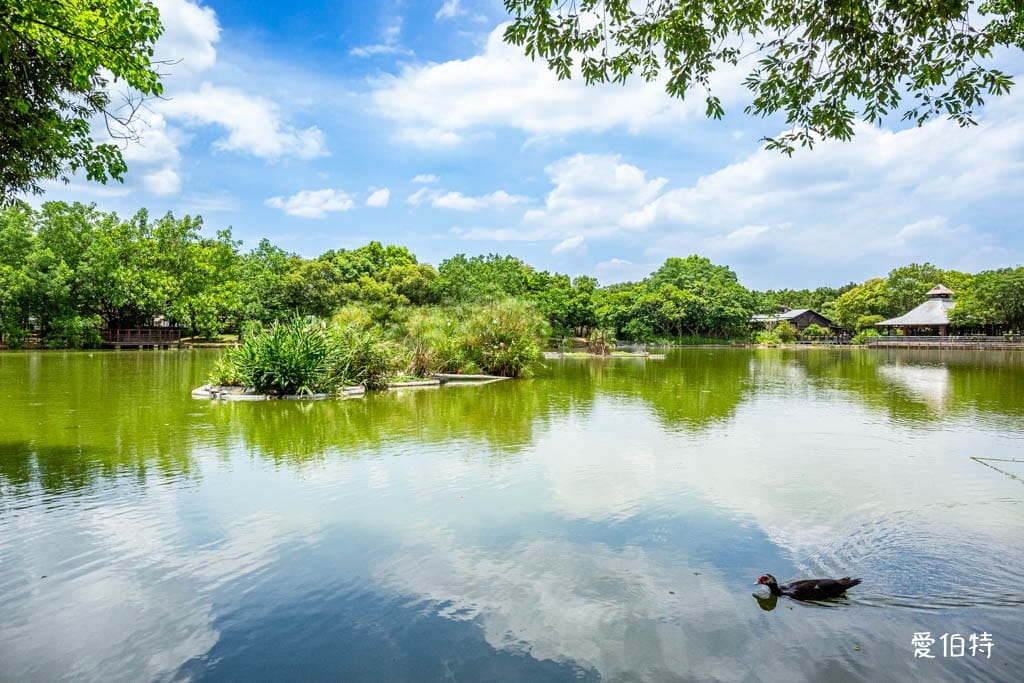 桃園八德埤塘自然生態公園｜免費親子景點，餵魚賞鴨散步賞荷
