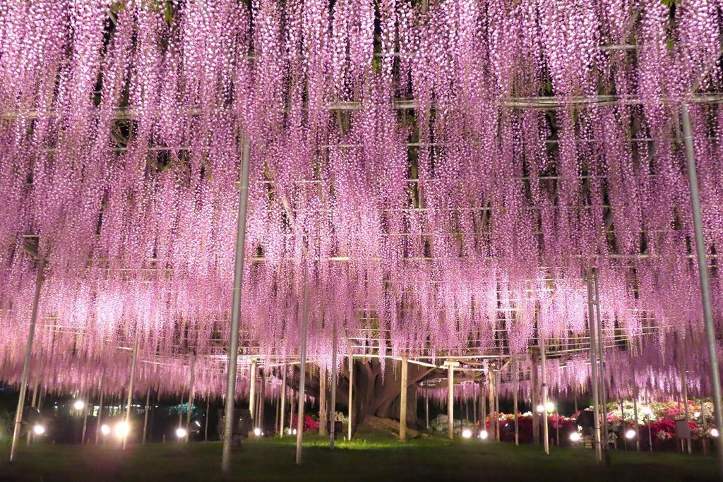 日本十大推薦夜景精選｜日本夜景觀光論壇會 @愛伯特