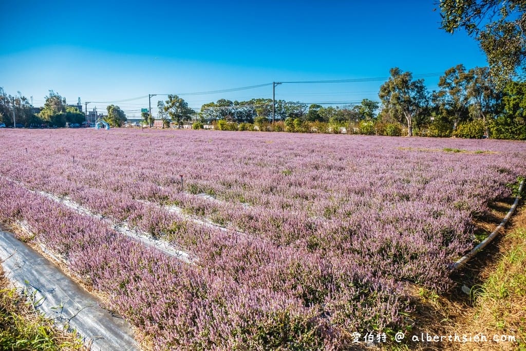 桃園仙草花節2025怎麼去？楊梅薰衣草花海，接駁車，停車位置